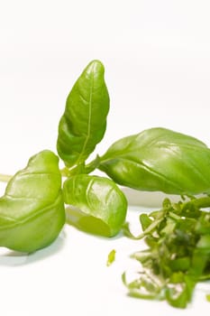 Basil