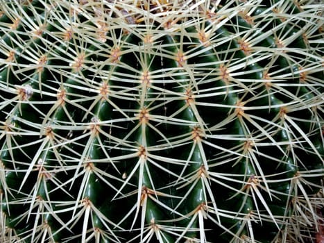 Cactus spines 1