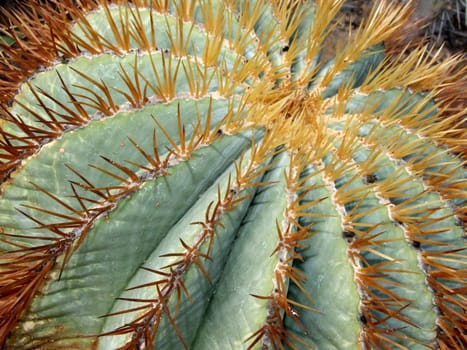 Cactus spines 2
