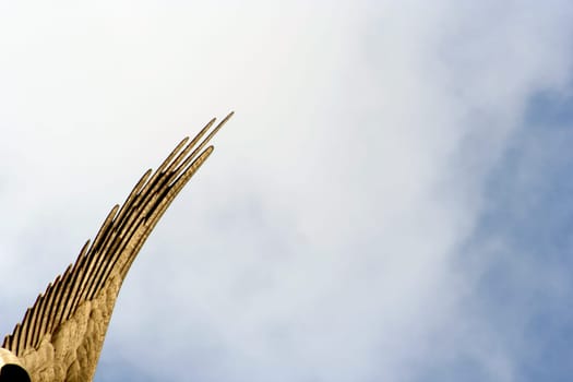 Angel wings
