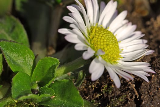 Daisy