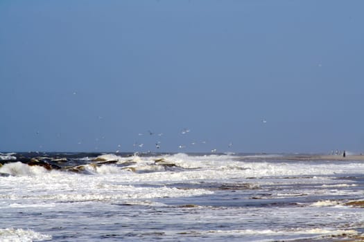 Bird flight