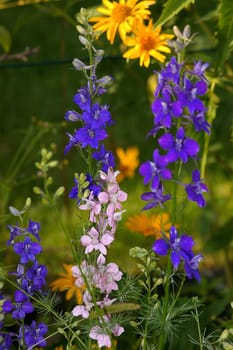 Larkspur