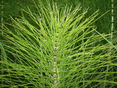 Horsetail