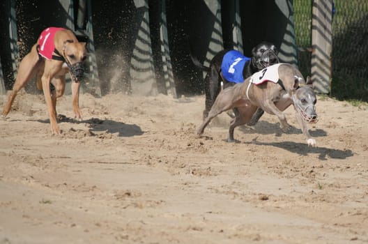 Whippets1