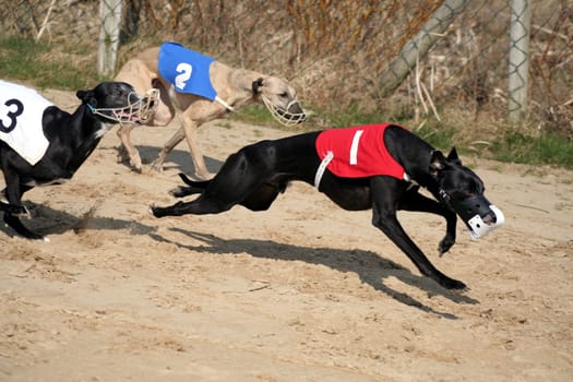 Whippets 3