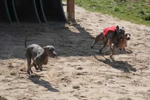 Mickey Mouse Greyhounds
