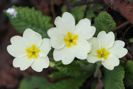 A yellow spring greeting...
