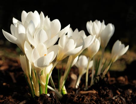 White Beauties