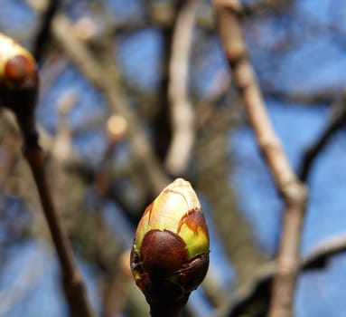 Chestnut Bud I