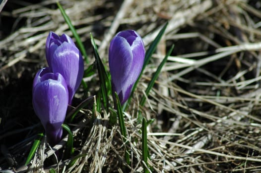 I don't think this motif is so topical anymore,but these crocuses were almost the first thing I saw in front of our fishing hut. It is astonishing that the nature in Norway was even a little further than the rest of the world when we arrived.