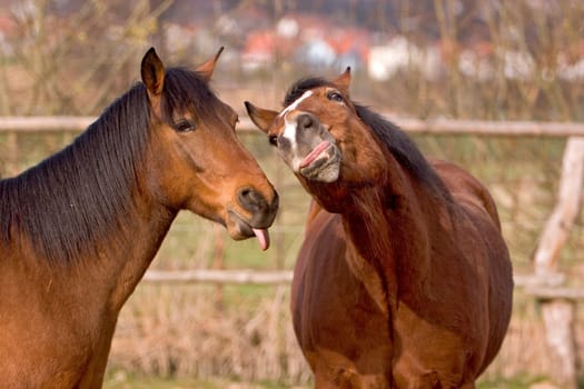My two super models showed me very clearly what they think about photography