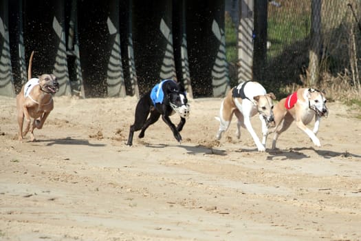 Whippets at the start