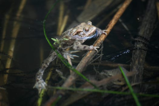 A lonely bachelor in a spawning water with a massive surplus of males