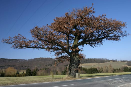 This old oak,which stands exactly on the border between the federal states of North Rhine-Westphalia (Lippe district) and Lower Saxony (Hameln-Pyrmont district),does not lose its leaves even in winter