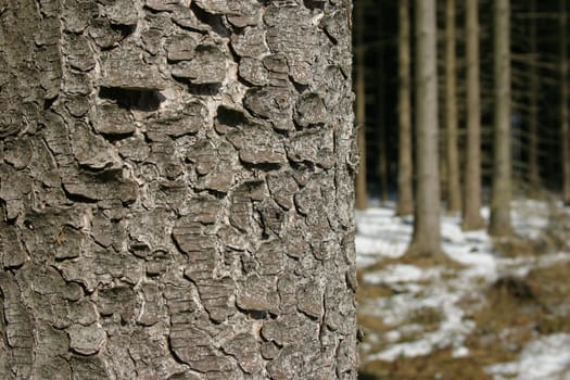 Close-up of the bark of a spruce tree