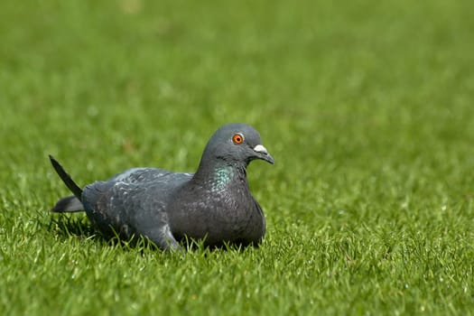 Dove