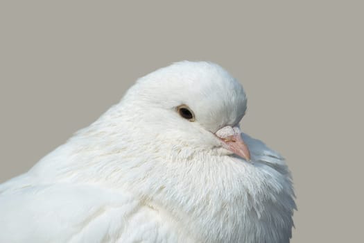 white dove