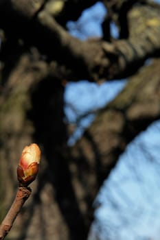Chestnut Bud II