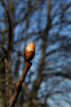 Chestnut Bud III