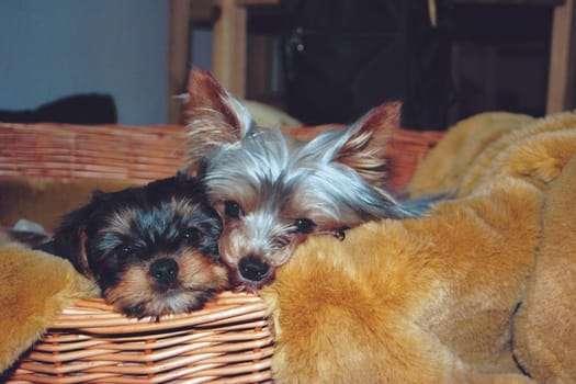 Best Friends