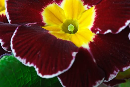 Spring colors