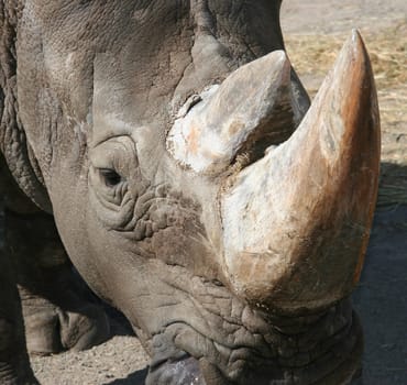 Rhinoceros