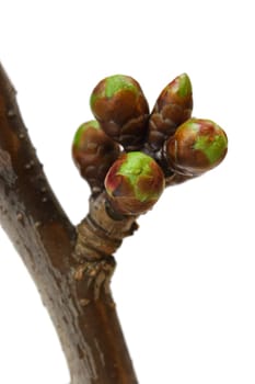 the first buds