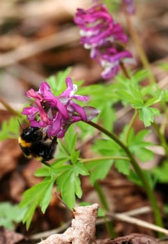 Industrious bumblebee