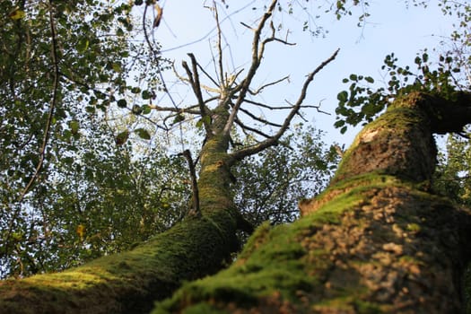 Mossy 1