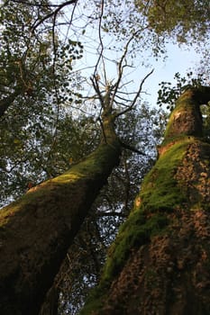 Mossy 2