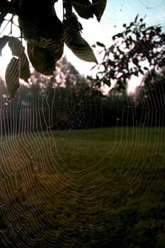 Web