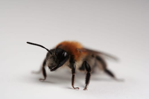 Sand bee head