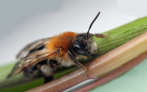 a hermit bee that lays its eggs in underground passages that it has dug itself. Probably an "Andrena haemorrhoa"" (but I'm not 100% sure) size about that of the honey bee."