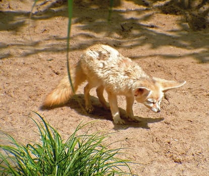 Fennec