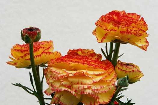 Flower greeting