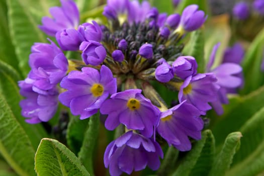 blue spherical primrose
