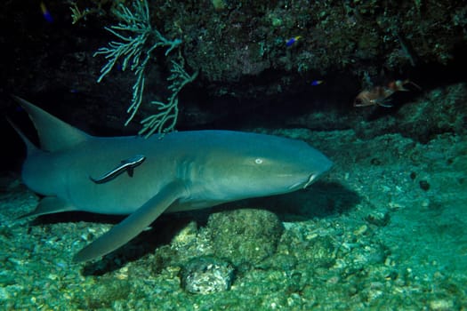 Caribbean nurse shark with ship's keeper,caught taking a nap.  Cayo Largo,Cuba