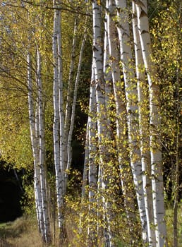 Birches