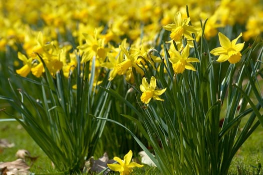 Daffodils