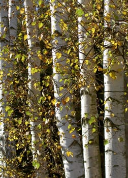 Birches