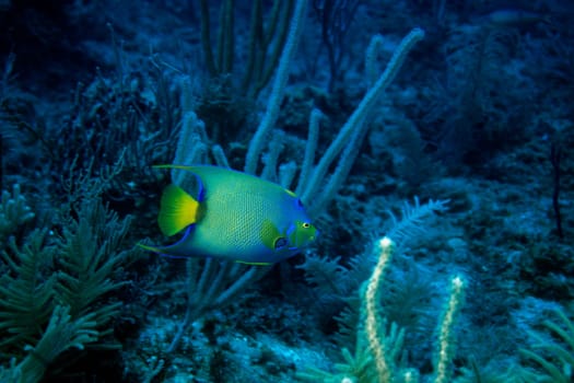 Diadem angelfish