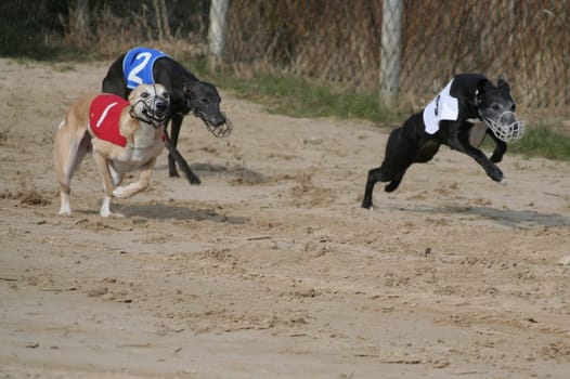 Whippets 4