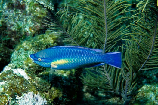 Princess Parrotfish