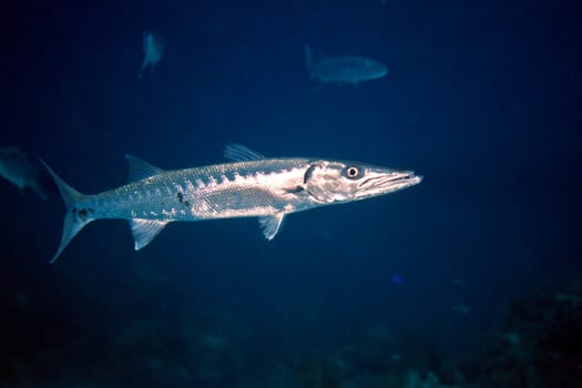 Great Barracuda