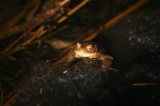 A common toad bachelor in the middle of a spawning clump of moor frogs.
