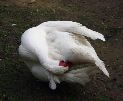 Contorted