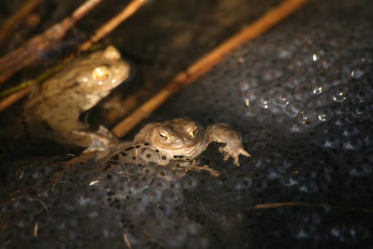 The frog spawning clumps come from grass frogs - but the two frogs in the picture are earth droppings. This spawning water is shared by three species of frogs: common toads,grass frogs and moor frogs!