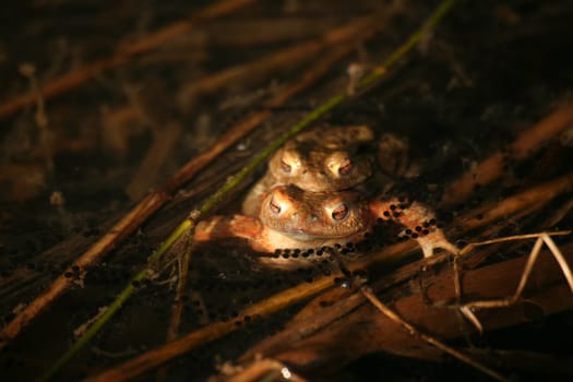 Two common toads (Bufo bufo) spawning in a pond