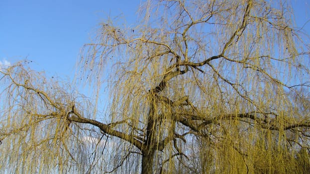 Tree Dance